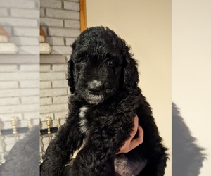 Bernedoodle Puppy for sale in CLARKSTON, MI, USA