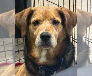Bagle Hound Dogs for adoption in Kennesaw, GA, USA