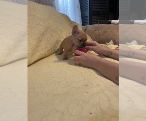 French Bulldog Puppy for sale in JACKSONVILLE, FL, USA