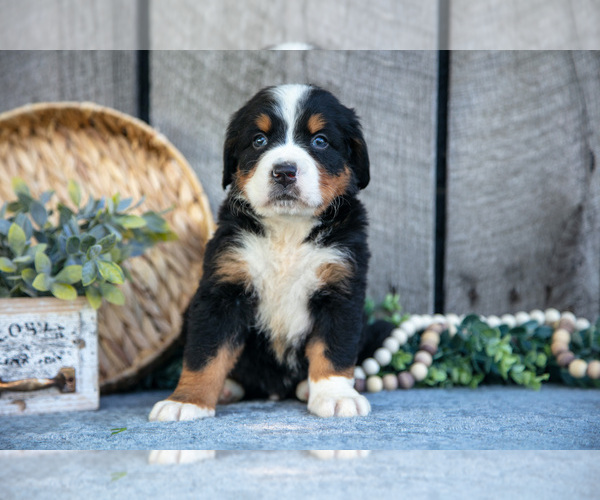 Medium Photo #1 Bernese Mountain Dog Puppy For Sale in SHREVE, OH, USA