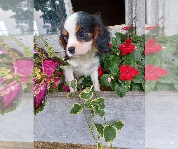 Medium Photo #1 Cavalier King Charles Spaniel Puppy For Sale in NILES, MI, USA