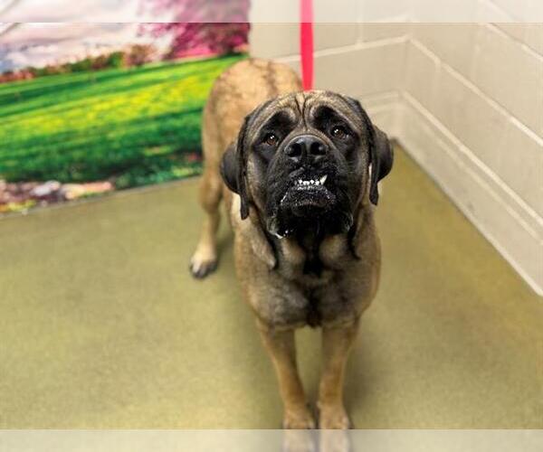 Medium Photo #1 Mastiff Puppy For Sale in Moreno Valley, CA, USA