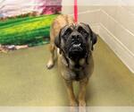 Small Mastiff