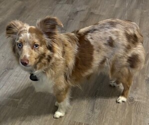 Mother of the Miniature Australian Shepherd puppies born on 03/10/2025