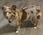 Small Photo #1 Miniature Australian Shepherd Puppy For Sale in HUTTO, TX, USA