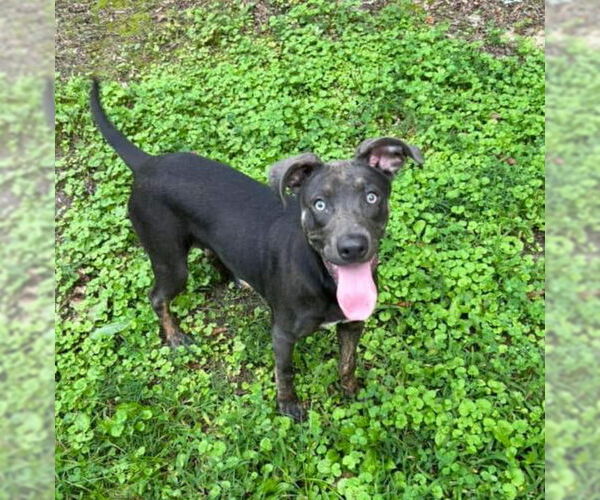 Medium Photo #1 Unknown-Weimaraner Mix Puppy For Sale in Columbus, IN, USA