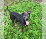 Small Weimaraner Mix