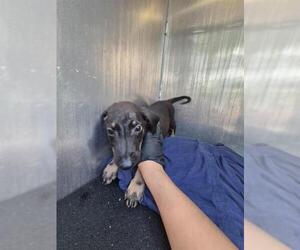 Dachshund-Unknown Mix Dogs for adoption in San Antonio, TX, USA