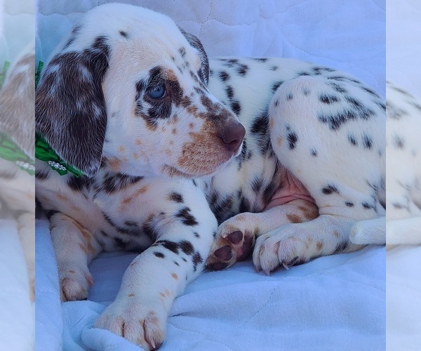 Medium Photo #5 Dalmatian Puppy For Sale in CAPE MAY COURT HOUSE, NJ, USA