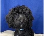 Small #2 Poodle (Miniature)