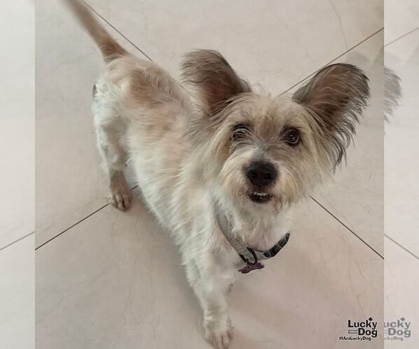 Medium Photo #1 Mutt Puppy For Sale in Washington, DC, USA