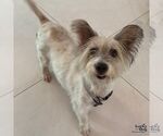 Small Mutt