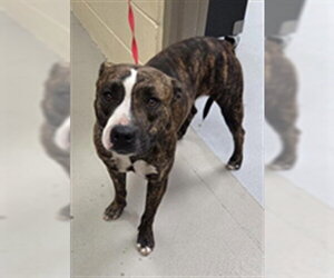 Mutt Dogs for adoption in Sanford, FL, USA