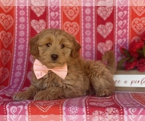 Goldendoodle (Miniature) Puppy for sale in LANCASTER, PA, USA