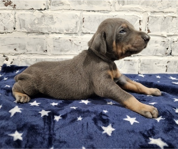 Medium Photo #3 Doberman Pinscher Puppy For Sale in KEMPNER, TX, USA