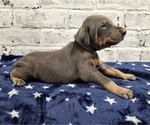 Small Photo #3 Doberman Pinscher Puppy For Sale in KEMPNER, TX, USA