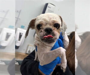 Shih Tzu-Unknown Mix Dogs for adoption in Woodland, CA, USA