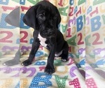 Puppy Green Great Dane