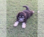 Small #1 Aussiedoodle