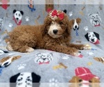 Lucy - Female Goldendoodle (Miniature) Puppy for Sale - Photo #6