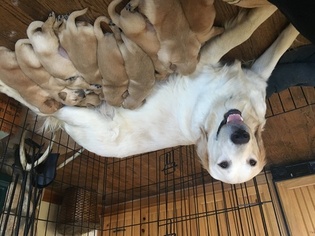 Mother of the Golden Retriever puppies born on 11/27/2017