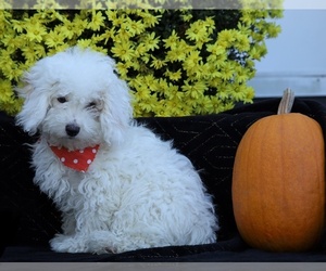 Poodle (Toy) Puppy for sale in FREDERICKSBG, OH, USA