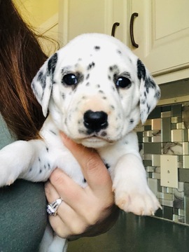 Medium Photo #3 Dalmatian Puppy For Sale in ASHEBORO, NC, USA