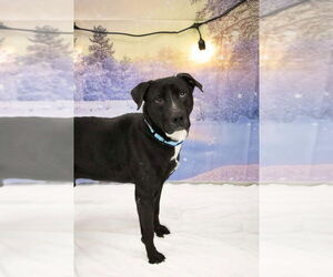 Labrador Retriever-Unknown Mix Dogs for adoption in Evansville, IN, USA