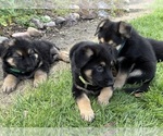 Small #2 German Shepherd Dog