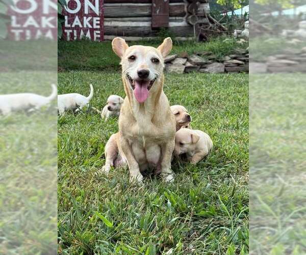 Medium Photo #14 Chihuahua-Unknown Mix Puppy For Sale in New York, NY, USA