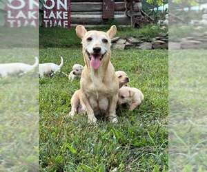 CeCe (AL) - Female Chihuahua-Unknown Mix Dog for Adoption - Photo #14