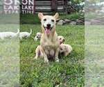 Small Photo #14 Chihuahua-Unknown Mix Puppy For Sale in New York, NY, USA