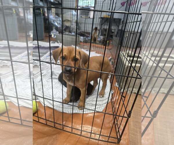 Medium Photo #2 Labrador Retriever-Unknown Mix Puppy For Sale in SHERBURNE, NY, USA