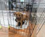 Small Photo #2 Labrador Retriever-Unknown Mix Puppy For Sale in SHERBURNE, NY, USA