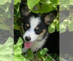 Small #2 Aussie-Corgi