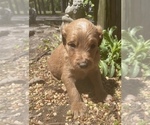 Small Photo #5 Goldendoodle Puppy For Sale in FAYETTEVILLE, TN, USA