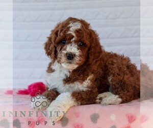 Goldendoodle (Miniature) Puppy for sale in LITITZ, PA, USA