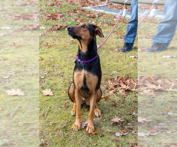 Medium Photo #23 Doberman Pinscher-Unknown Mix Puppy For Sale in Oak Bluffs, MA, USA
