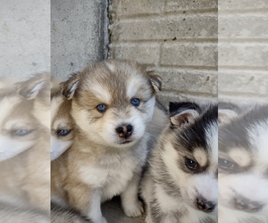 Pomsky Puppy for sale in MIDLAND, MI, USA