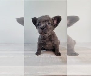 Medium French Bulldog