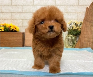 Poodle (Toy) Puppy for sale in SEATTLE, WA, USA