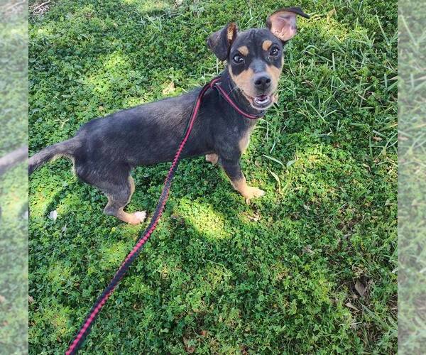 Medium Photo #6 Mutt Puppy For Sale in New York, NY, USA