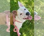 Small American Pit Bull Terrier
