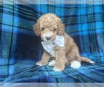 Small #5 Cavapoo