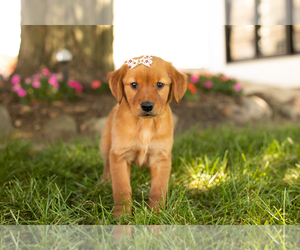 Golden Retriever Puppy for sale in WOLCOTTVILLE, IN, USA