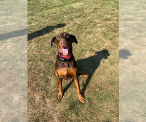 Doberman Pinscher Dogs for adoption in Aurora, OH, USA