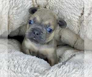 French Bulldog Puppy for sale in OJAI, CA, USA