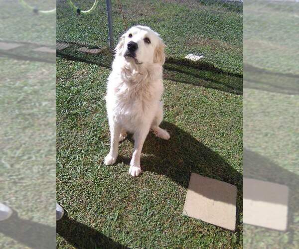 Medium Photo #8 Great Pyrenees Puppy For Sale in Spring, TX, USA