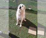 Small #7 Great Pyrenees