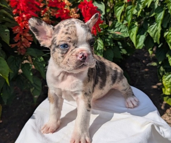 Medium Photo #1 Faux Frenchbo Bulldog Puppy For Sale in GOSHEN, IN, USA